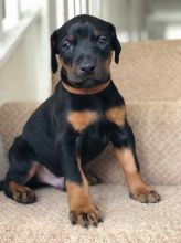 Dramatic Male and female Dobermann puppies