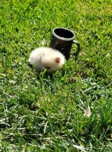 Healthy Teacup Pomeranian Puppies for Sale