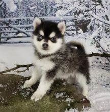 Lovely Male And Female Pomsky Puppies