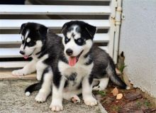 Male And Female Siberian Husky Puppies For Any Loving Home