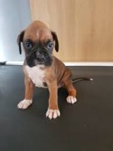 Precious Boxer puppies for adoption Email US (christjohnson204@gmail.com )