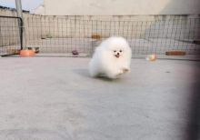 Quality Pomeranian puppies for sale.