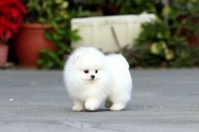 Small cute and healthy Teacup Pomeranian puppies.