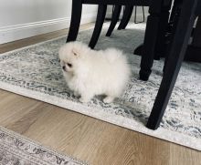 Stunning White Teacup Pomeranian Pups