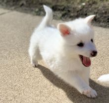 Teacup pom Puppies available for adoption.