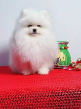 Teacup Pomeranian Puppies For Adoption