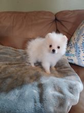 very smart, affectionate and loyal pomeranian puppies