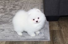 Well trained Pomeranian puppies for new homes.