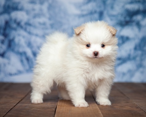 2 Pomeranian Puppies for Adoption Image eClassifieds4u