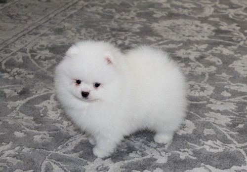 Adorable Female TeaCup Pomeranian Puppy Available Image eClassifieds4u