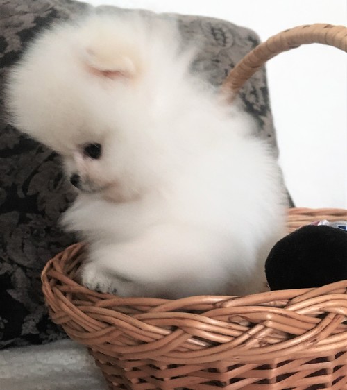 Adorable, tiny male Pomeranian puppy to be re-homed. Image eClassifieds4u