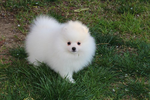 CKC/AKC Pomeranian Puppies for adoption Image eClassifieds4u