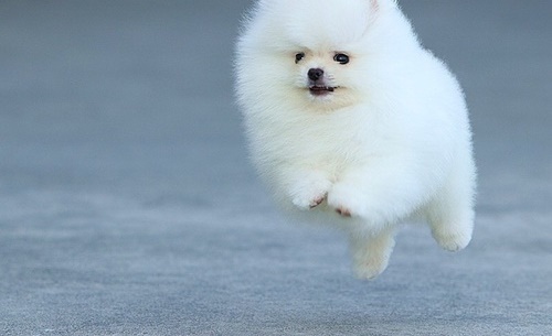 Beautiful White Pied Pomeranian Pups Image eClassifieds4u