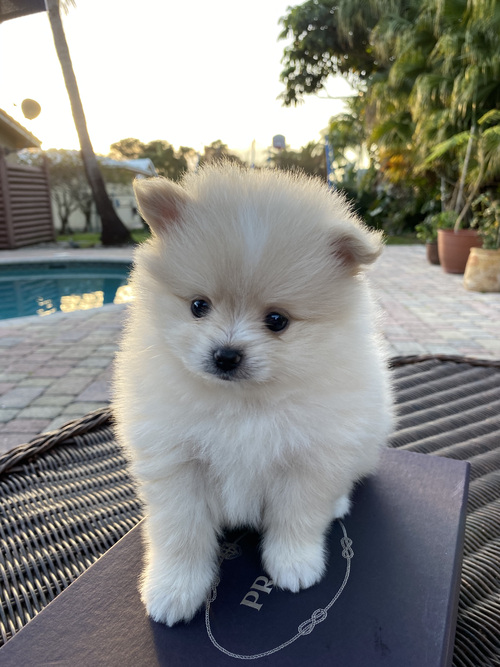 Best White Home Trained Pomeranian Puppy Image eClassifieds4u