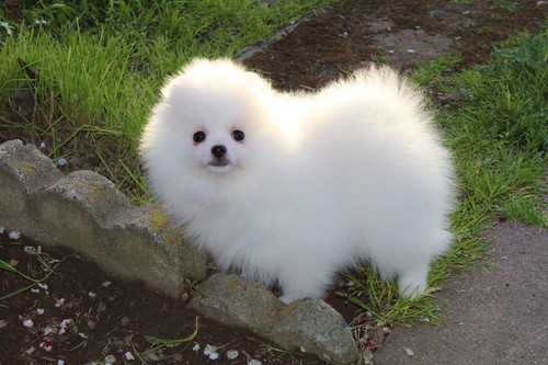 Gorgeous female Pomeranian for adoption. Image eClassifieds4u