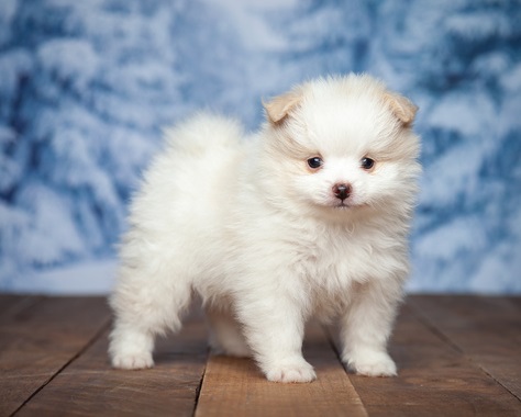 Little Paris Precious white Pomeranian Puppy For Adoption Image eClassifieds4u