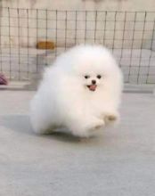 AKC Pomeranian puppies available. Image eClassifieds4U