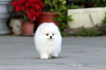 3 Pomeranian puppies For Sale Image eClassifieds4u 1