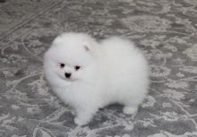 Adorable Female TeaCup Pomeranian Puppy Available Image eClassifieds4U