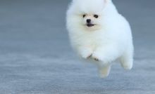 Beautiful White Pied Pomeranian Pups Image eClassifieds4U