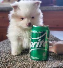 charming Pomeranian Puppies For Adoption Image eClassifieds4U