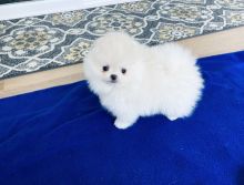Two Healthy Tiny White Pomeranian Puppies Image eClassifieds4U