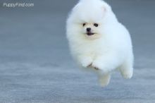 White Pomeranian Puppies For Sale Image eClassifieds4U