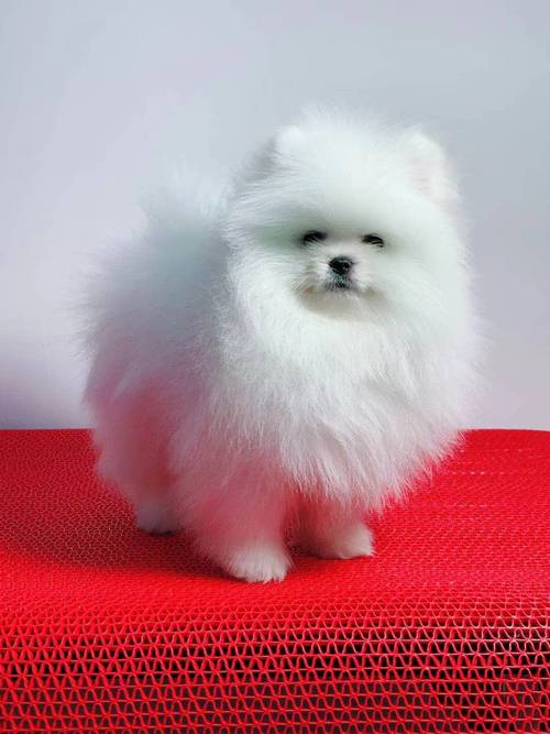 Snow White Teacup Pomeranian Puppies For Lovely Homes Image eClassifieds4u