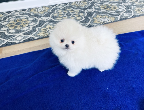 Two Healthy Tiny White Pomeranian Puppies Image eClassifieds4u