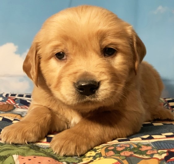 Skillful Solid Specific Strict Golden Retriever Puppies For A New Home Image eClassifieds4u