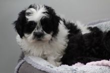 adorable Bishon puppies for new homes