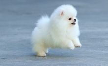 Adorable Teacup Male Pomeranian Puppy