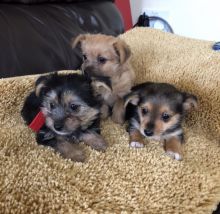 Authentic Careful Correct Yorkie Puppies For Adoption And Ready To Meet A New Home