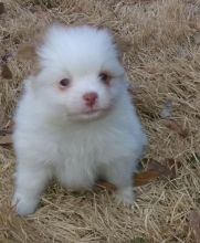 Beautiful Imperial pomeranian Puppies