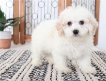 Cavapoo puppies info@bestpuppiesforhomes.org +1(562) 380-1209