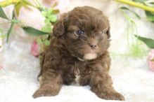 Clear & Health Tested F1b Shihpoo Puppies for(587) 779-6996 email us at info@bestpuppiesforhomes.org