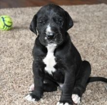 Great Dane puppies for sale (587) 779-6996