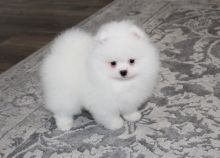 Lovely male and female tea cup Pomeranian puppies for adoption.