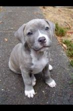 PitBull Puppies For Sale.(587) 779-6996 email us at info@bestpuppiesforhomes.org