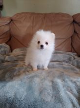 Pomeranian for Rehoming