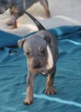 Stunning American Hairless Terrier Puppies text (587) 779-6996