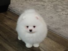 The Best pomeranian Puppies