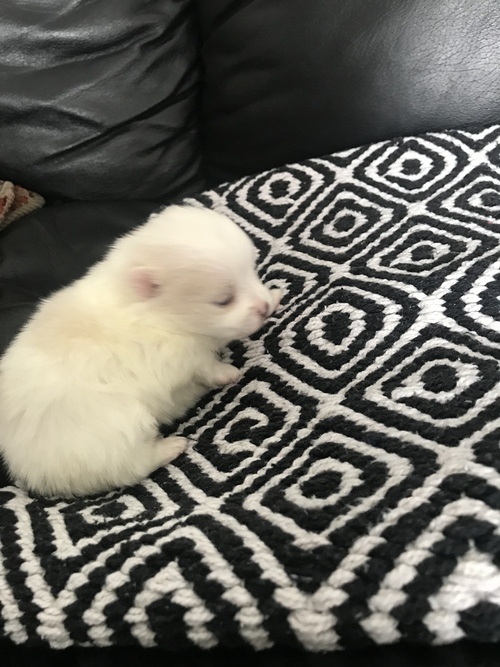 Adorable tiny Pomeranian puppies. Image eClassifieds4u