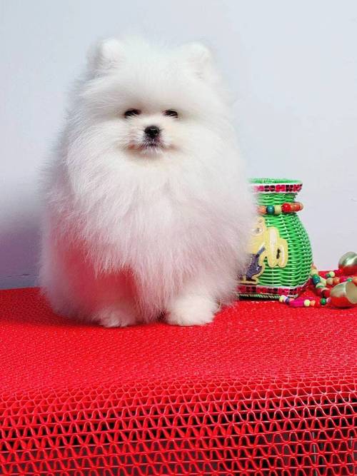 AKC POMERANIAN Extra Tiny Teacup for Sale Image eClassifieds4u