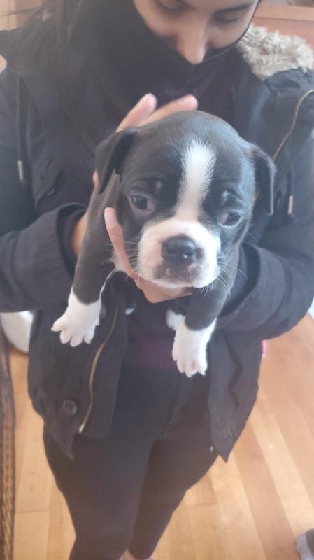 Frenchton puppy for sale Image eClassifieds4u