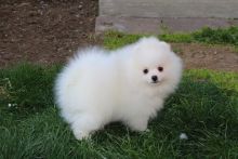 Cute Pomeranian Puppies - 11 weeks old Image eClassifieds4U