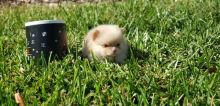 Marvelous pomeranian Puppies For Sale Image eClassifieds4U