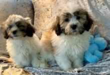 shichon puppies for sale (587) 779-6996 email us at info@bestpuppiesforhomes.org Image eClassifieds4U