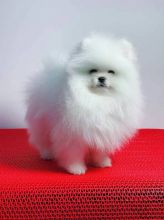 White Teacup Pomeranian puppies for sale. Image eClassifieds4U