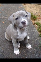 PitBull Puppies For Sale.(587) 779-6996 email us at info@bestpuppiesforhomes.org Image eClassifieds4u